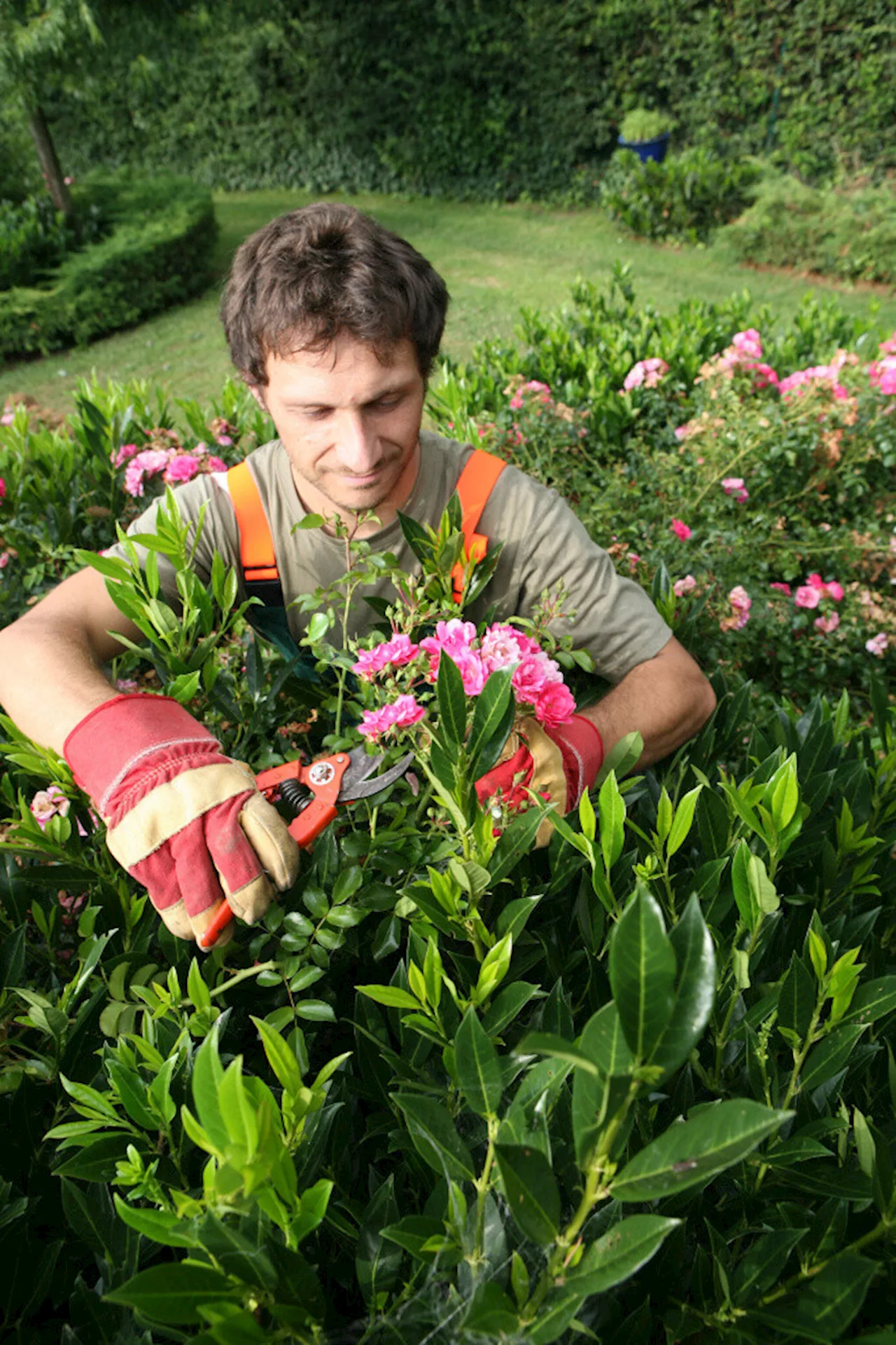 Tailler un rosier buisson : les bons plans de Bertrand le Jardinier en Normandie