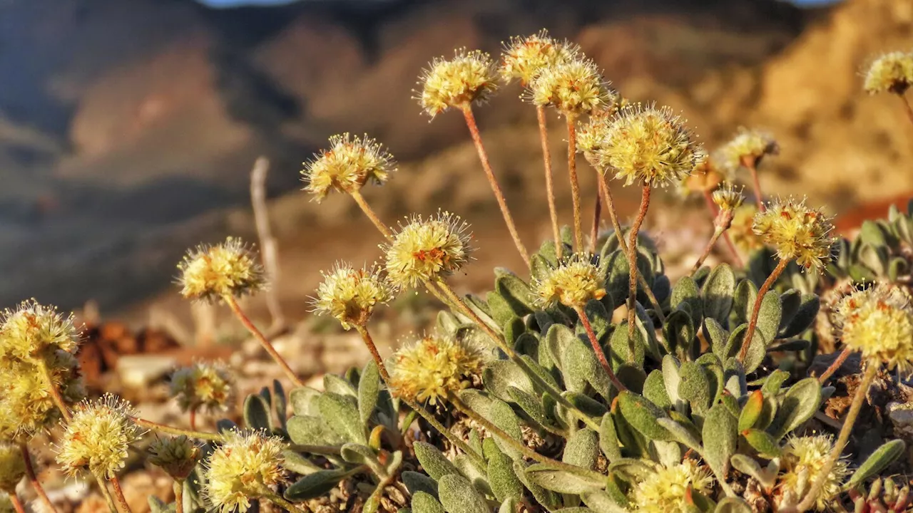 Nevada lithium mine will crush rare plant habitat US said is critical to its survival, lawsuit says