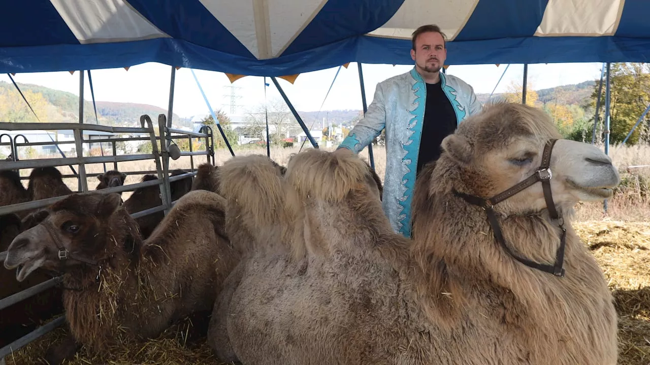 Einbruch bei Zirkus Henry: Geld für Winterfutter gestohlen