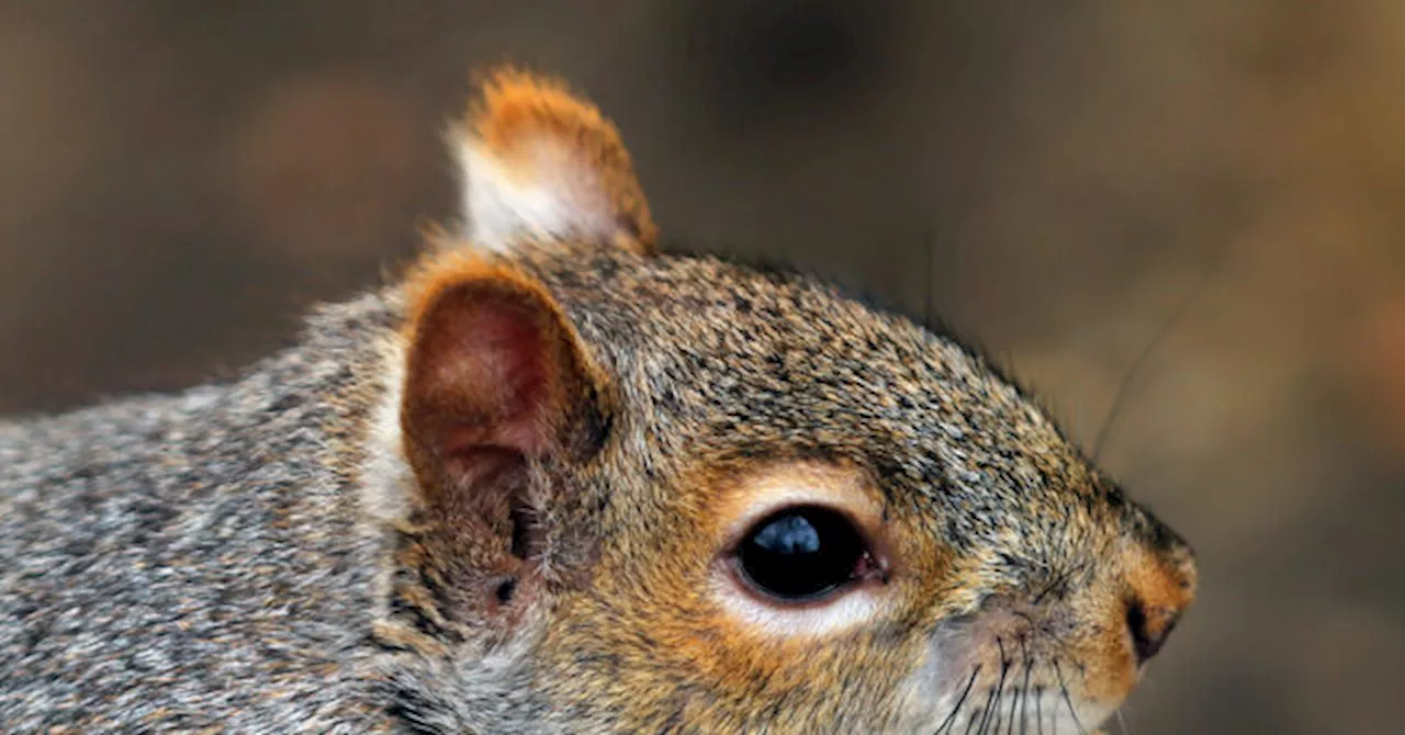 Trump Supporters Decry Death of Peanut the Squirrel as Government Overreach