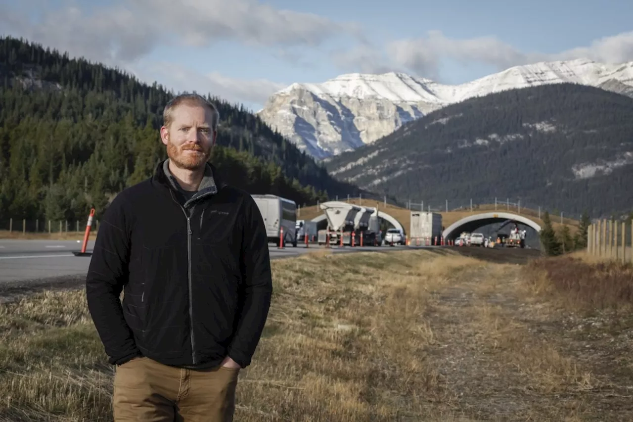 'Red patches on the road': Alberta wildlife corridors reduce animal-car collisions