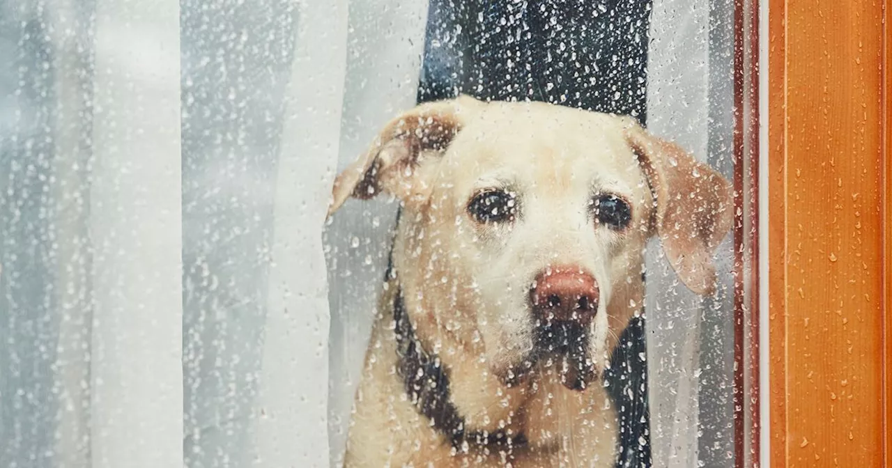 What dogs think about when they're home alone is enough to make you never leave