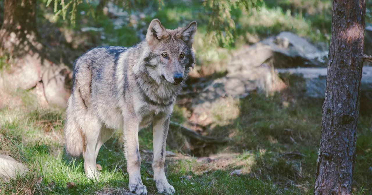 Gray wolf activity observed south of I-70 for first time