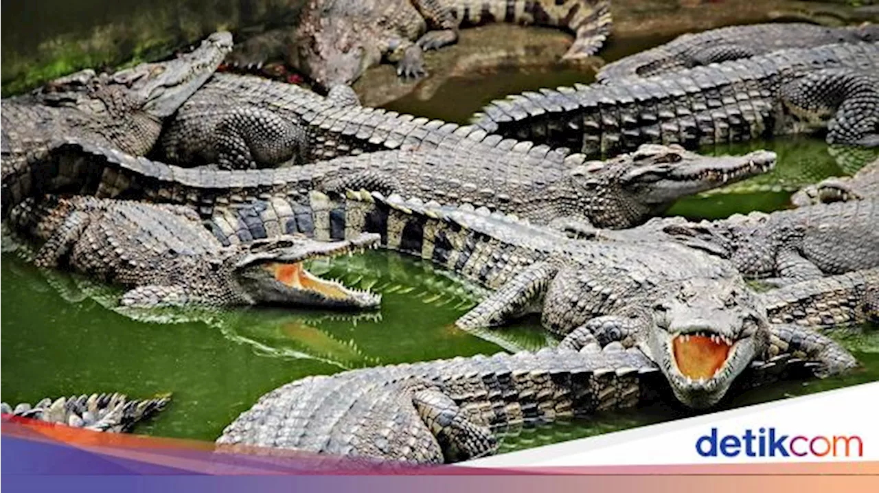 Ini 6 Hewan Paling Setia dengan Pasangannya, Apakah Ada Buaya?