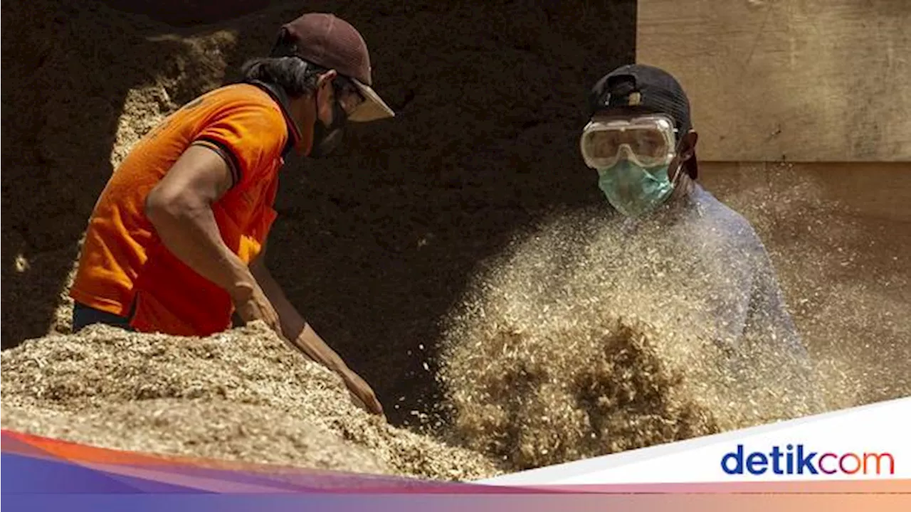 Konsumsi Biomassa Naik, Produsen Wood Pellet Geber Tanam Pohon Gamal