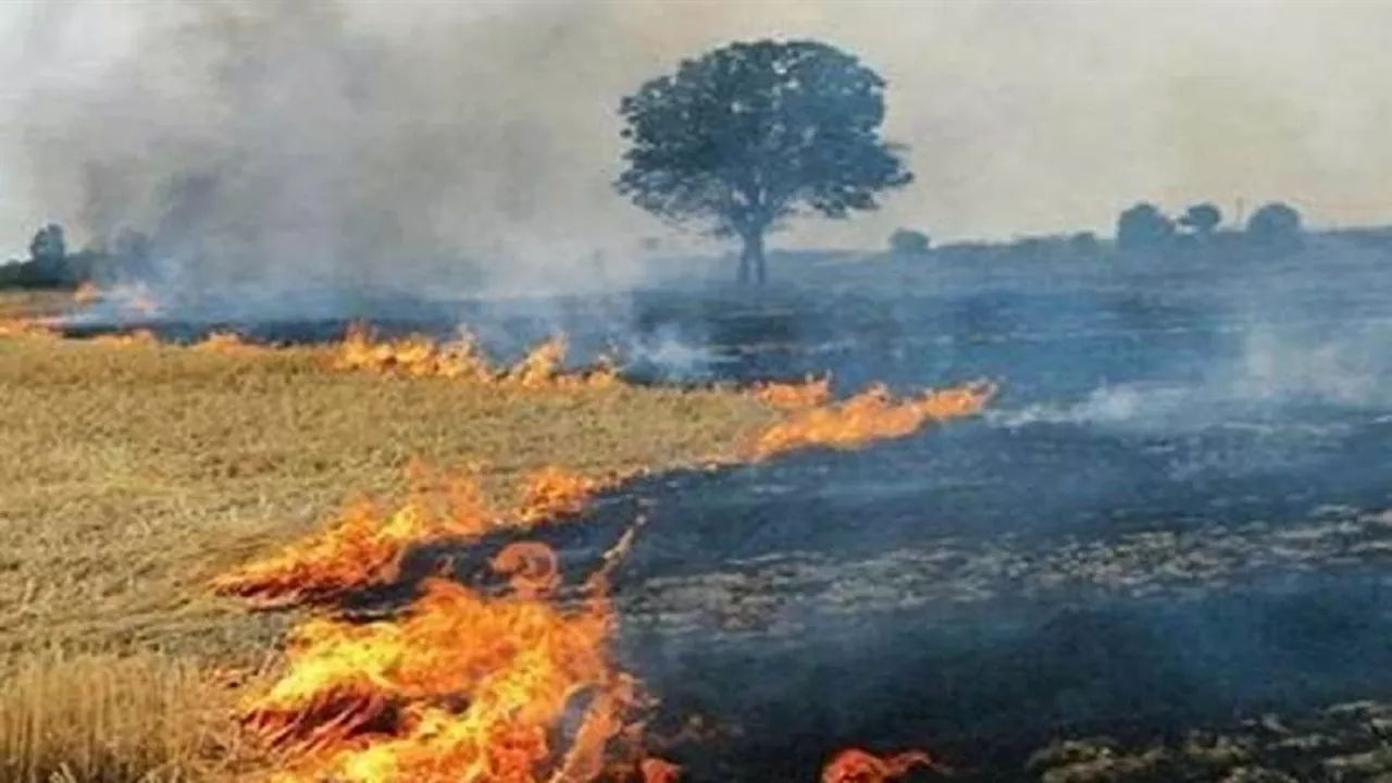 Stubble Burning Cases: पिछले साल की अपेक्षा इस बार कम जली पराली, फिर भी दमघोंटू बना वातावरण