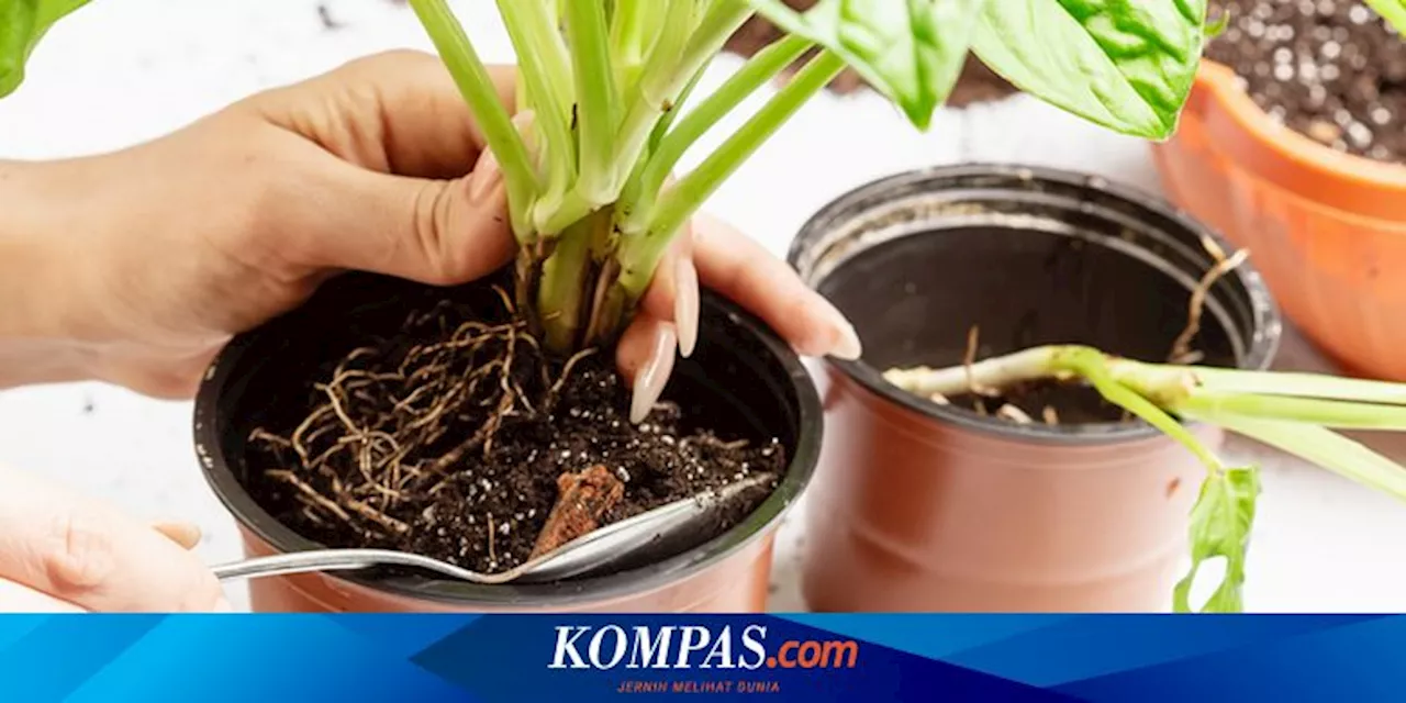 Catat, Ini Hal-hal yang Perlu Dilakukan saat Repotting Tananam Hias