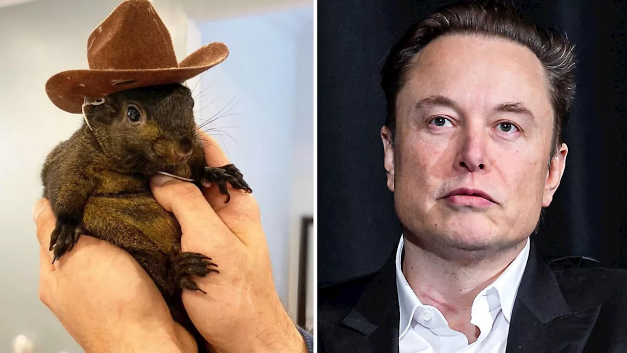 Elon Musk fuming as internet sensation Peanut the Squirrel euthanised