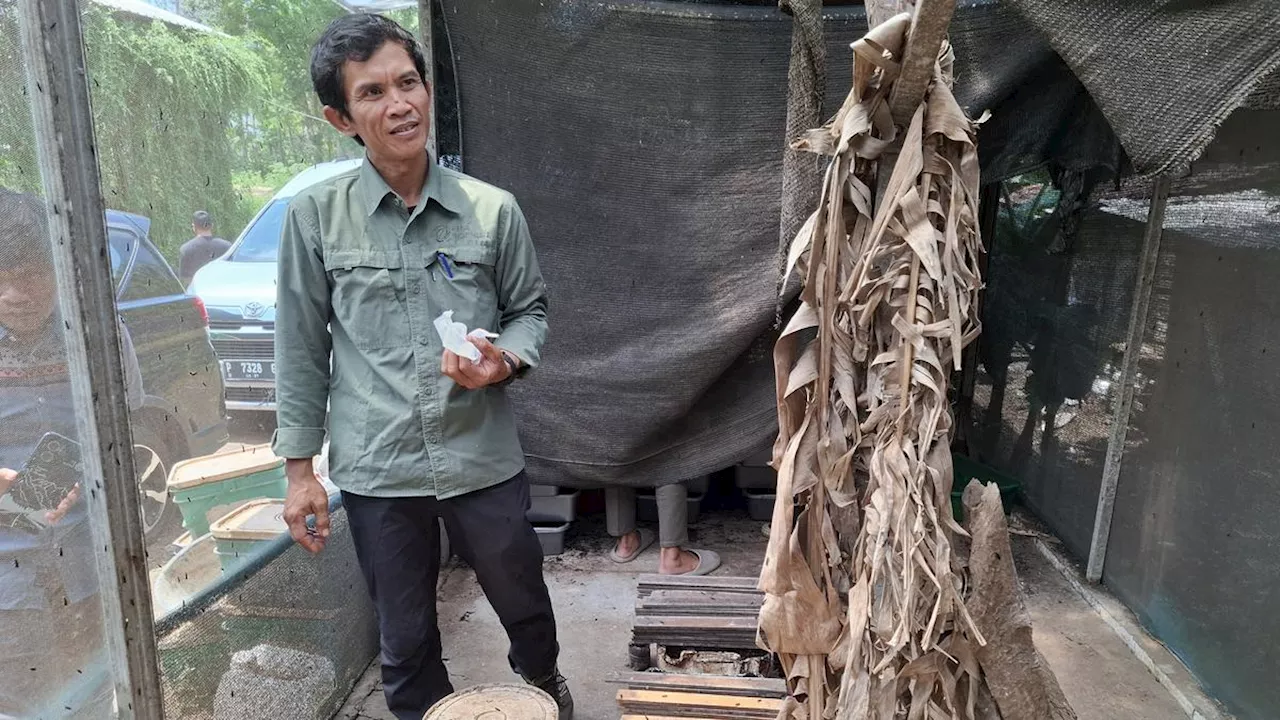 Mengelola Sampah di Pusat Budidaya Maggot dari Binaan Anak Usaha Merdeka Copper