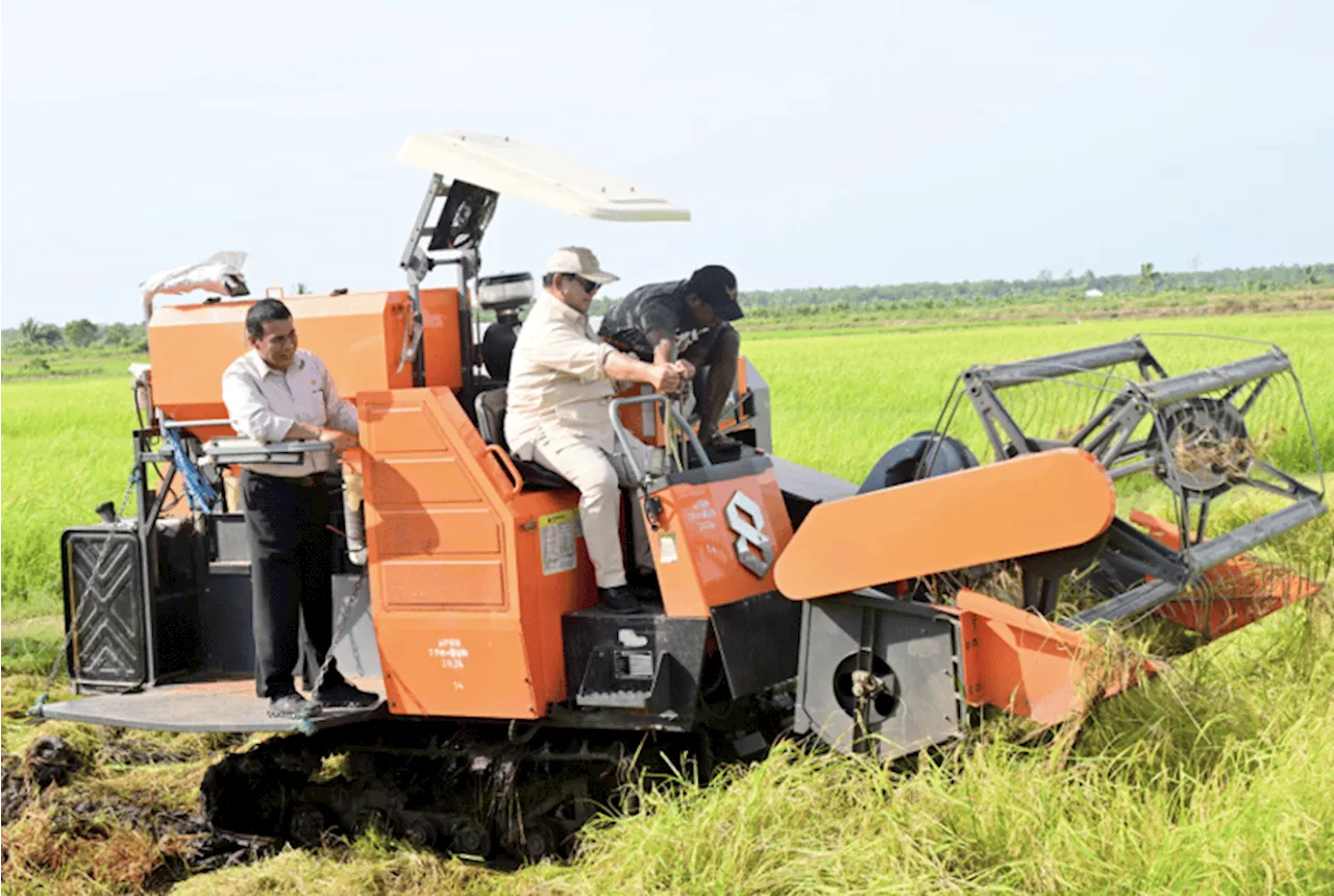 Petani di Merauke Sebut Hasil Panen Meningkat Efek Lahan Diperluas