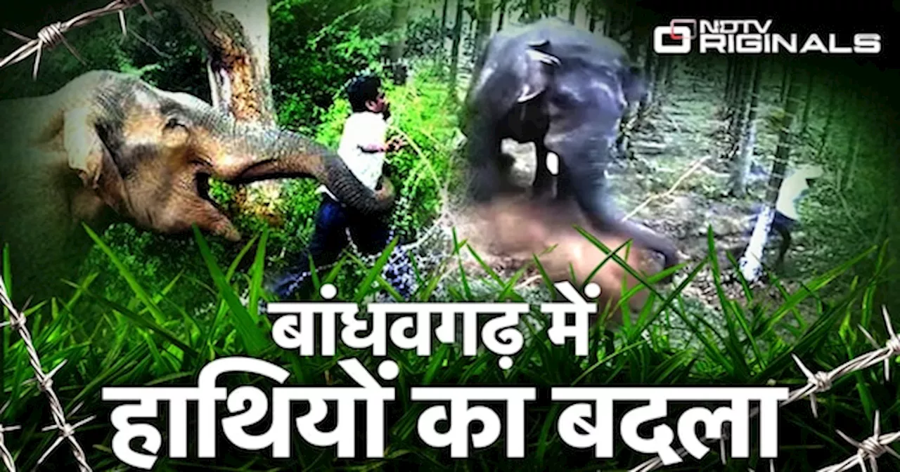 Bandhavgarh Park: MP के Umaria में Elephant का तांडव, दो की ली जान और एक को किया घायल, दहशत में इलाका