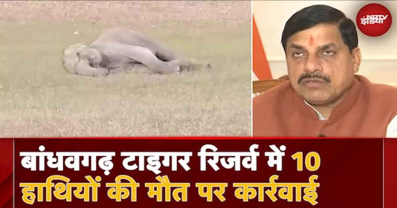 MP Elephant Death Tragedy: Bandhavgarh में 10 हाथियों की मौत के मामले में 2 अधिकारियों पर गिरी गाज