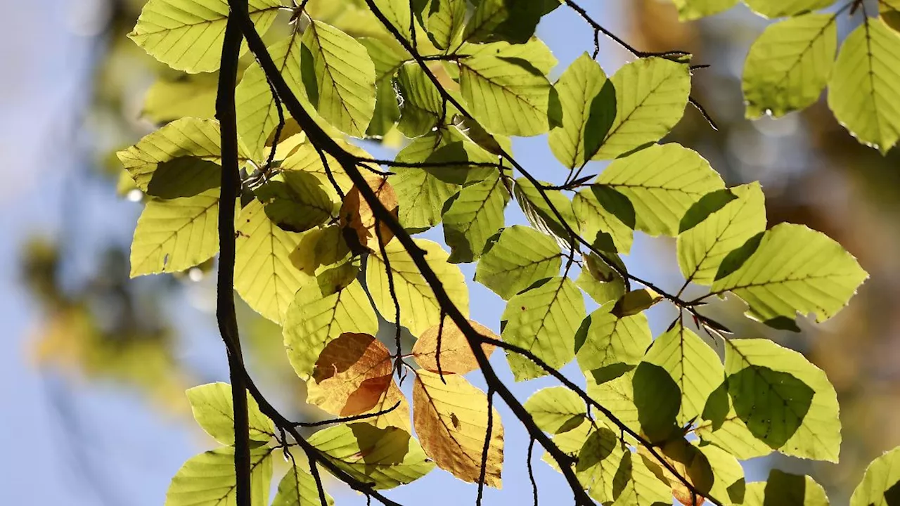 Rheinland-Pfalz & Saarland: Weiter Sonne und Grau in Rheinland-Pfalz und im Saarland