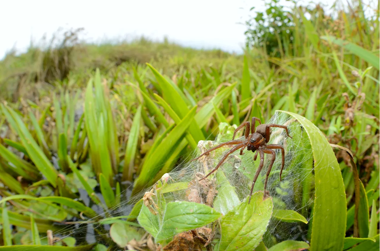 Giant spiders the size of a human hand are breeding faster than ever