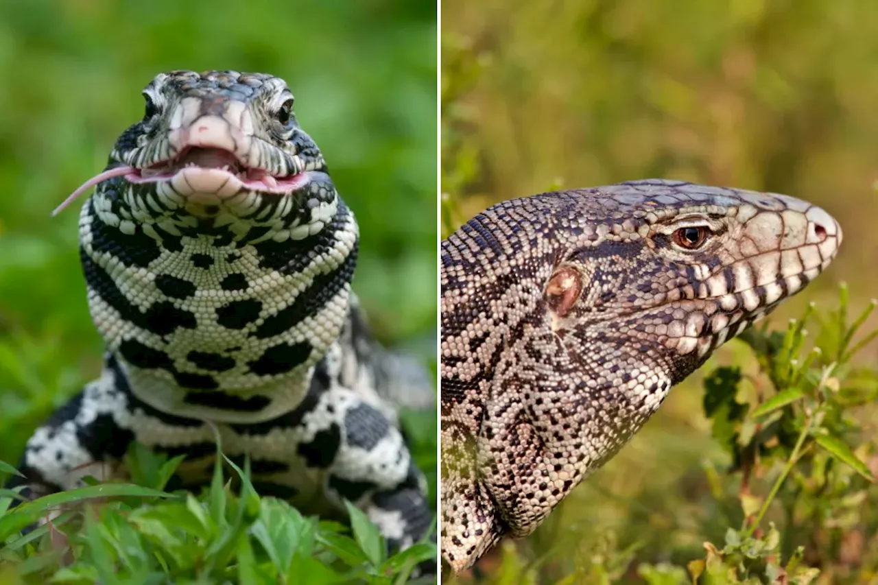 Invasive and illegal dog-sized lizards cause chaos in South Carolina: photos