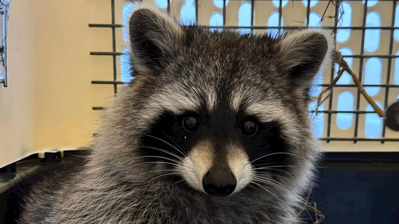 Second racoon found after escaping from compound at Isle Of Wight zoo