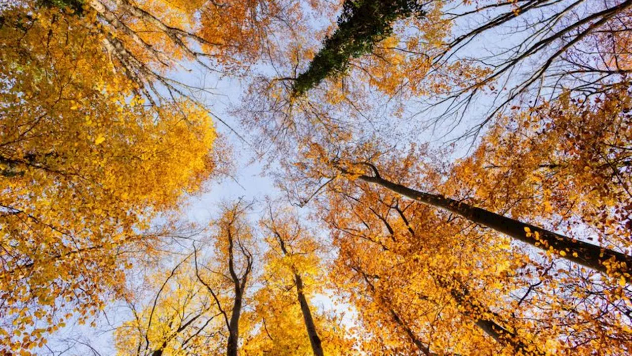 Wettervorhersage: Sonniges Wetter zum Wochenstart in NRW