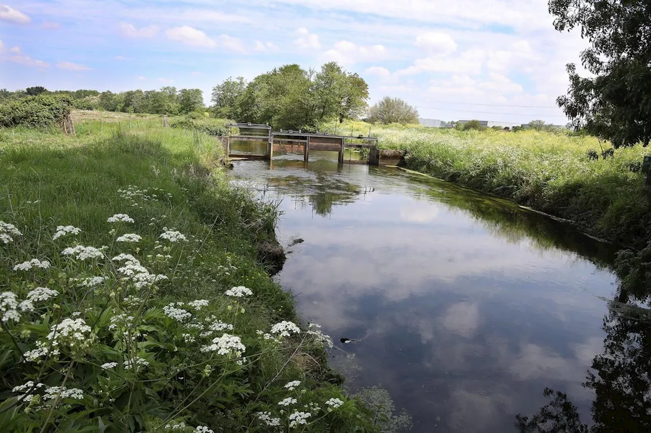 Biodiversité : aux portes de Bordeaux, la réserve naturelle des marais de Bruges fait de la résistance