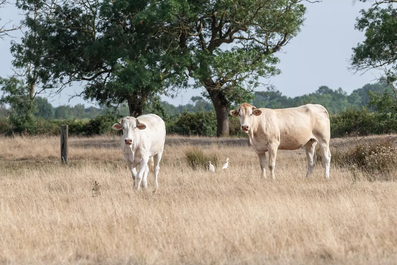 Charente-Maritime : avant l’assouplissement des critères, aucune commune reconnue pour la sécheresse en 2023