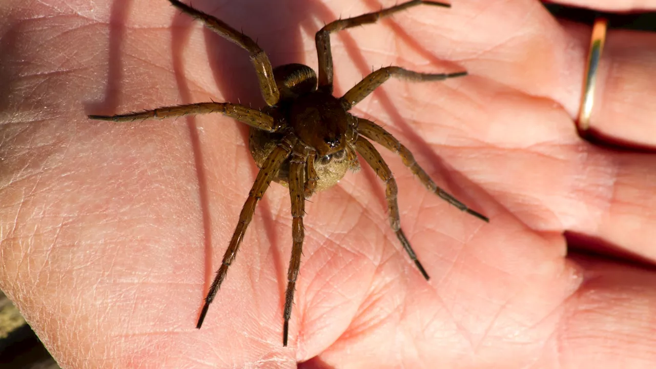 Giant spiders the ‘size of a human hand’ have record breeding year as 10,000 females spread across UK...