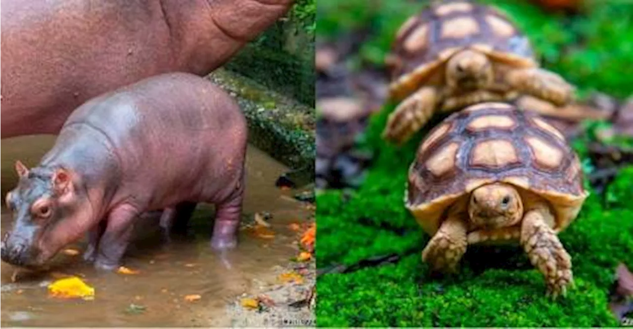 Taiping Zoo welcomes latest additions of baby hippo, 16 baby Sulcata tortoises