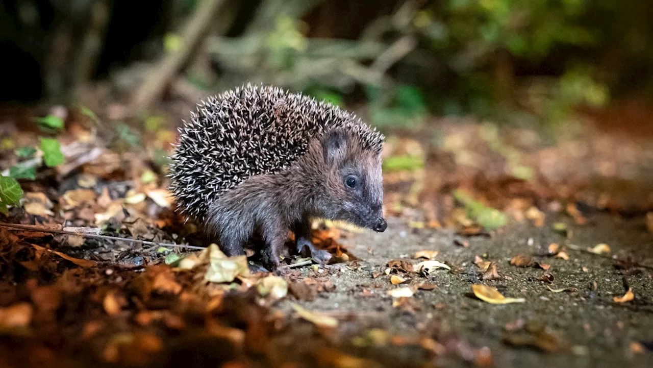 Igel im Garten: Das muss man beim Füttern der Tiere dringend beachten