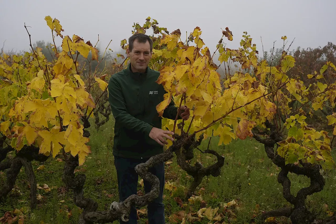 14.000 viticultores de La Rioja, País Vasco y Navarra se unen para exigir que Sánchez subvencione el 'arranque' de viñas en la DOC más importante de España