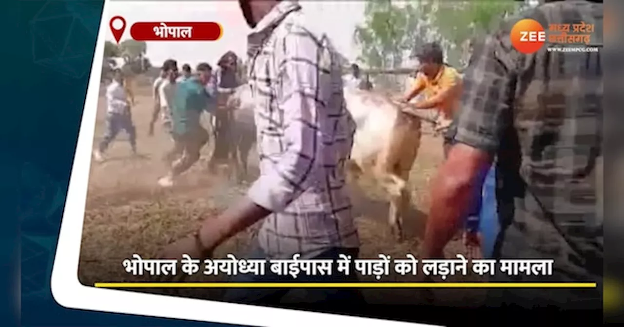 Bhopal Video: बड़ी संख्या में लोगों ने पाड़ों को लड़वाया, पशु प्रेमियों का गुस्सा फूटा! वीडियो देख पहुंचे थाने