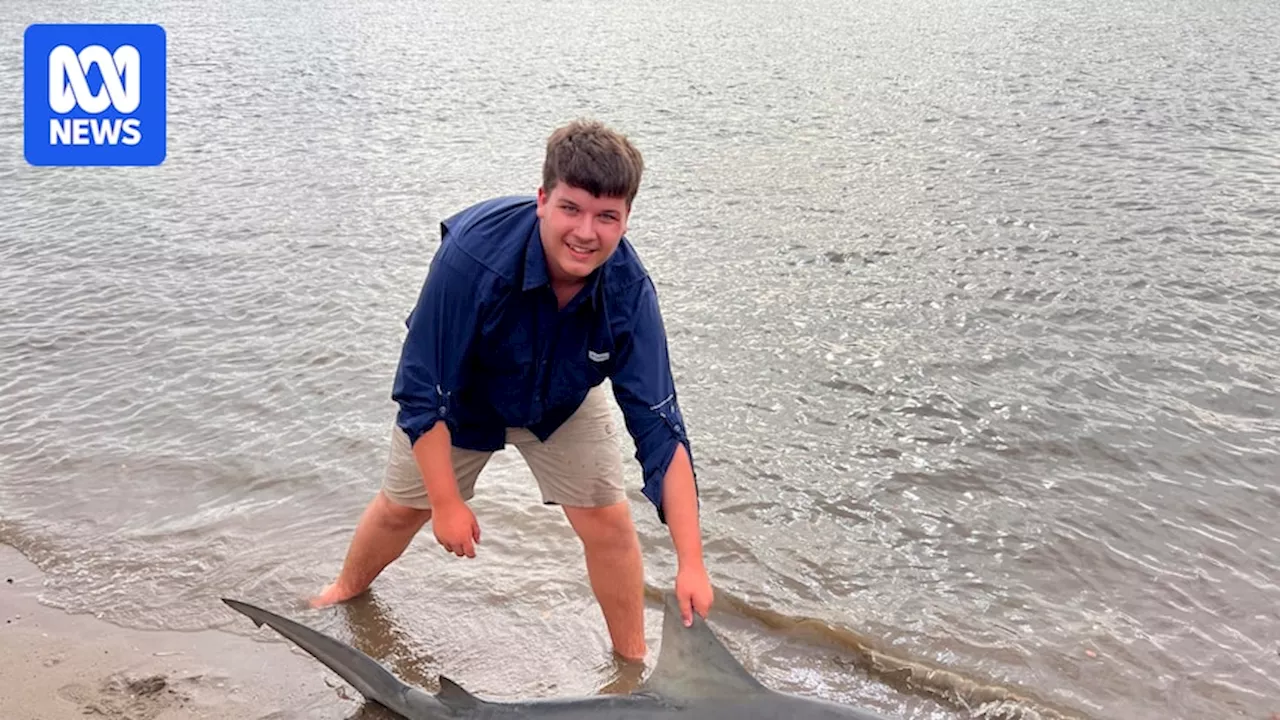 Fishermen and researchers say breeding season makes catching a shark in Brisbane waterways easier than you'd think