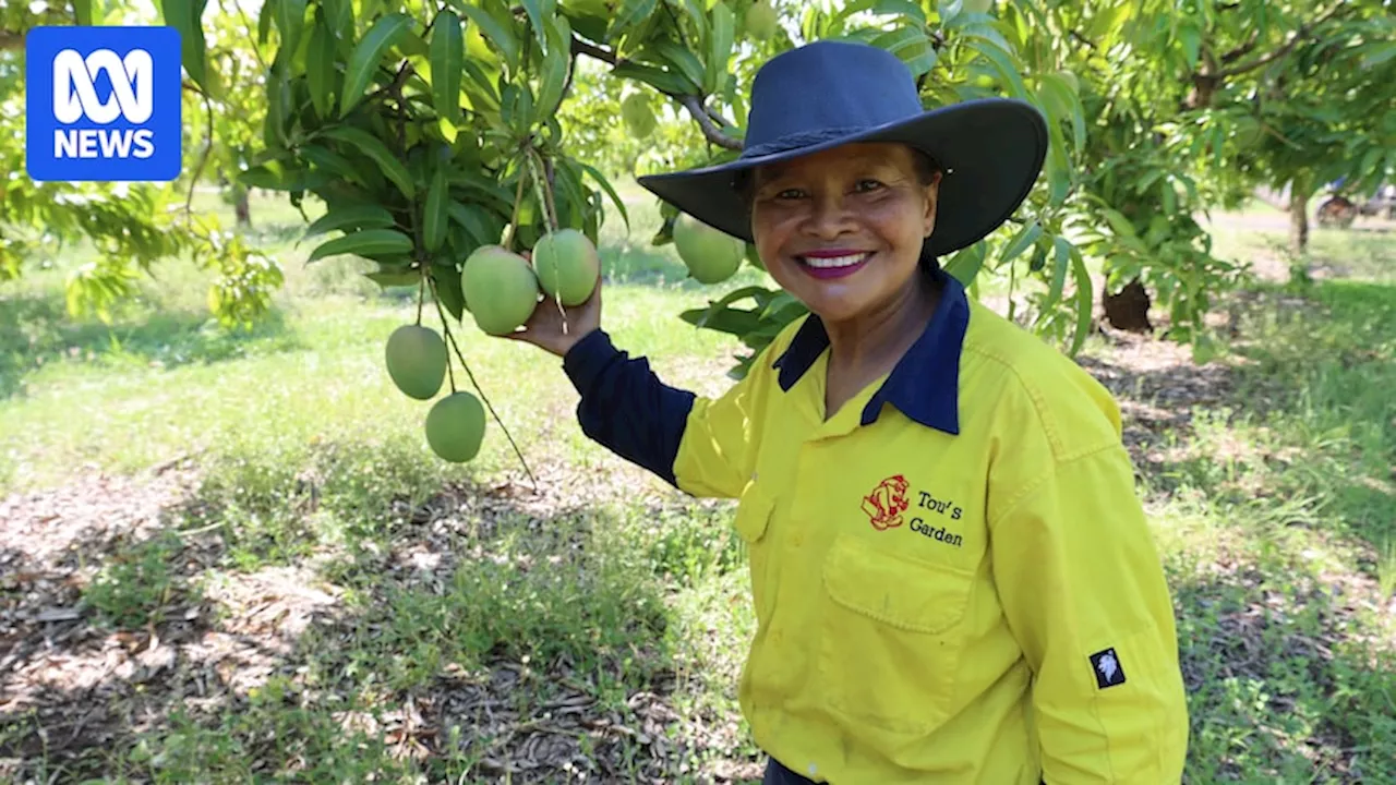 Mango farming success a dream come true for Thai businesswoman Saramat Ruchkaew