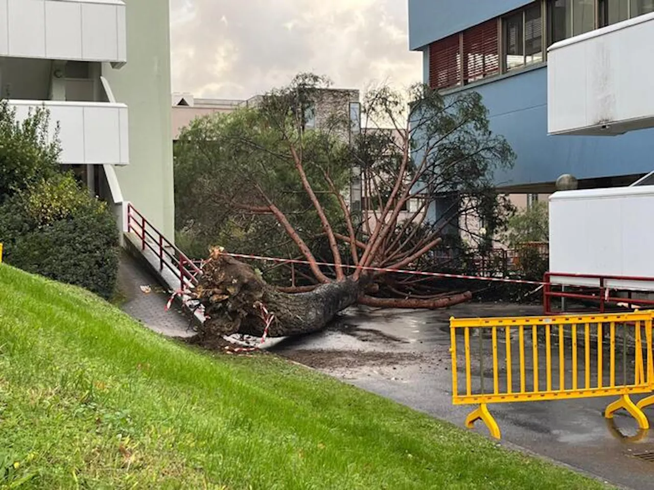 Grave Incidente a Salerno: Albero Caduto Ferisce Cinque Studenti