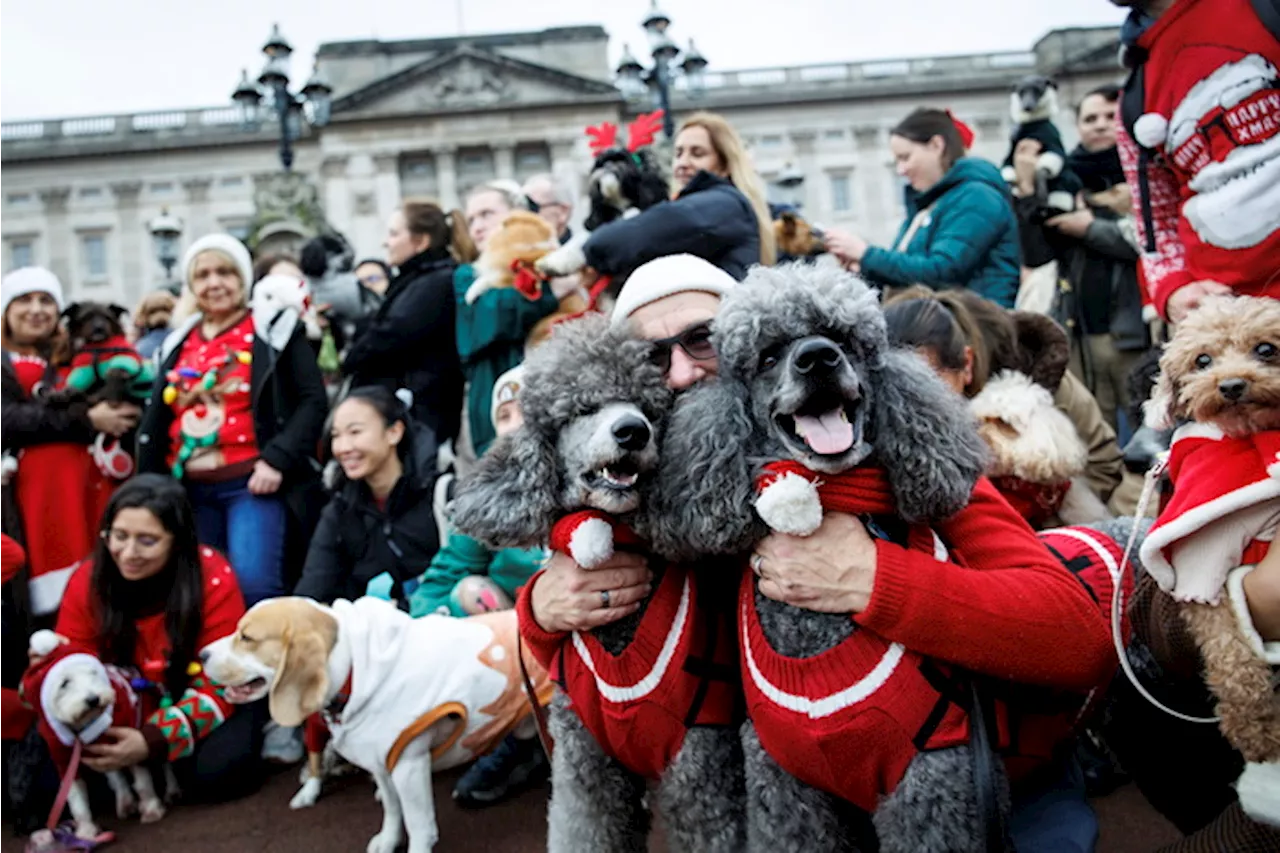 Sfilata maglioni natalizi dei cani da salvataggio a Londra