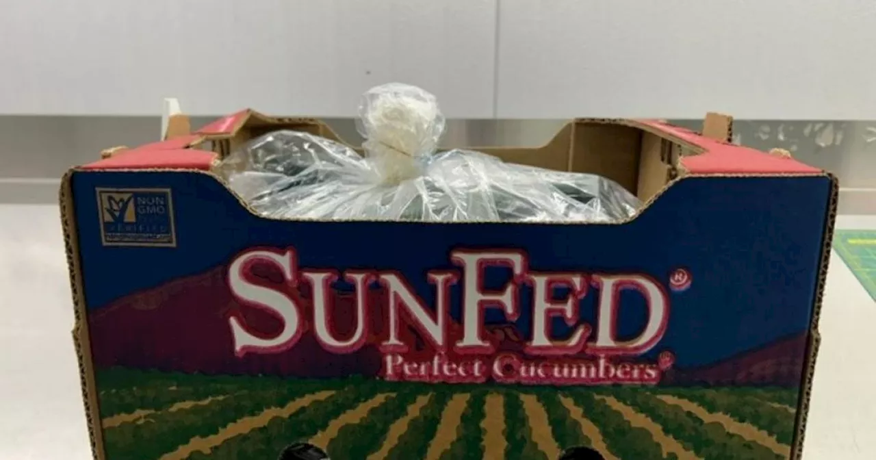 SunFed Recalls Whole Cucumbers Due to Potential Salmonella Contamination