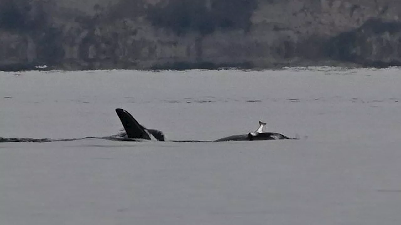 Photo of orca with ‘salmon hat’ reminiscent of 80s trend: Researcher