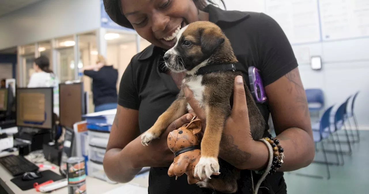 Free adoptions continue at Dallas Animal Services in December