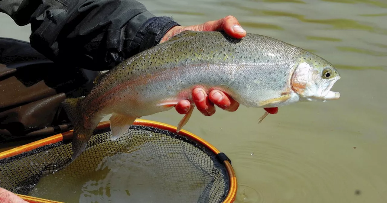 TX plans to stock rainbow trout in rivers, lakes for winter fishing