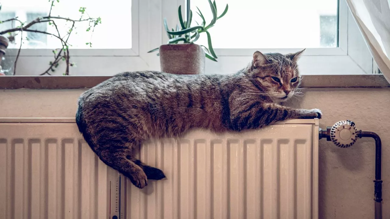 Heizkosten senken: So kommen Sie warm und günstig durch den Winter