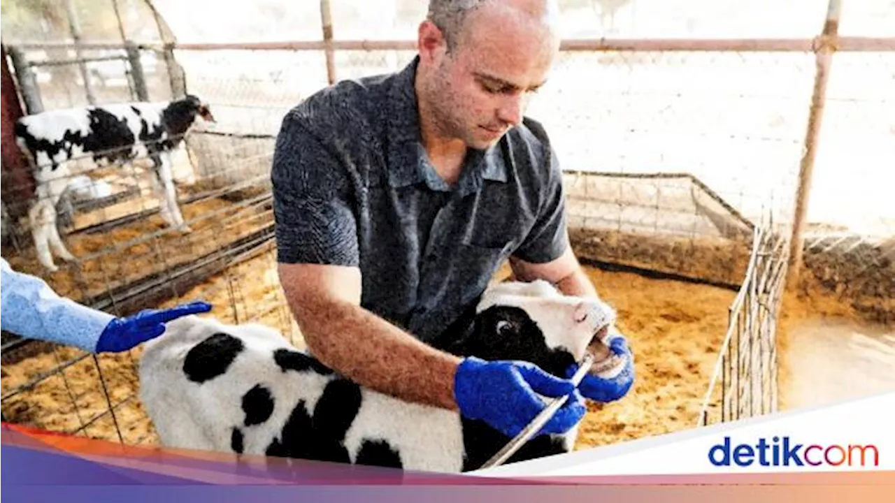 Peneliti Cari Cara buat Setop Anak Sapi Sendawa, Kenapa Ya?