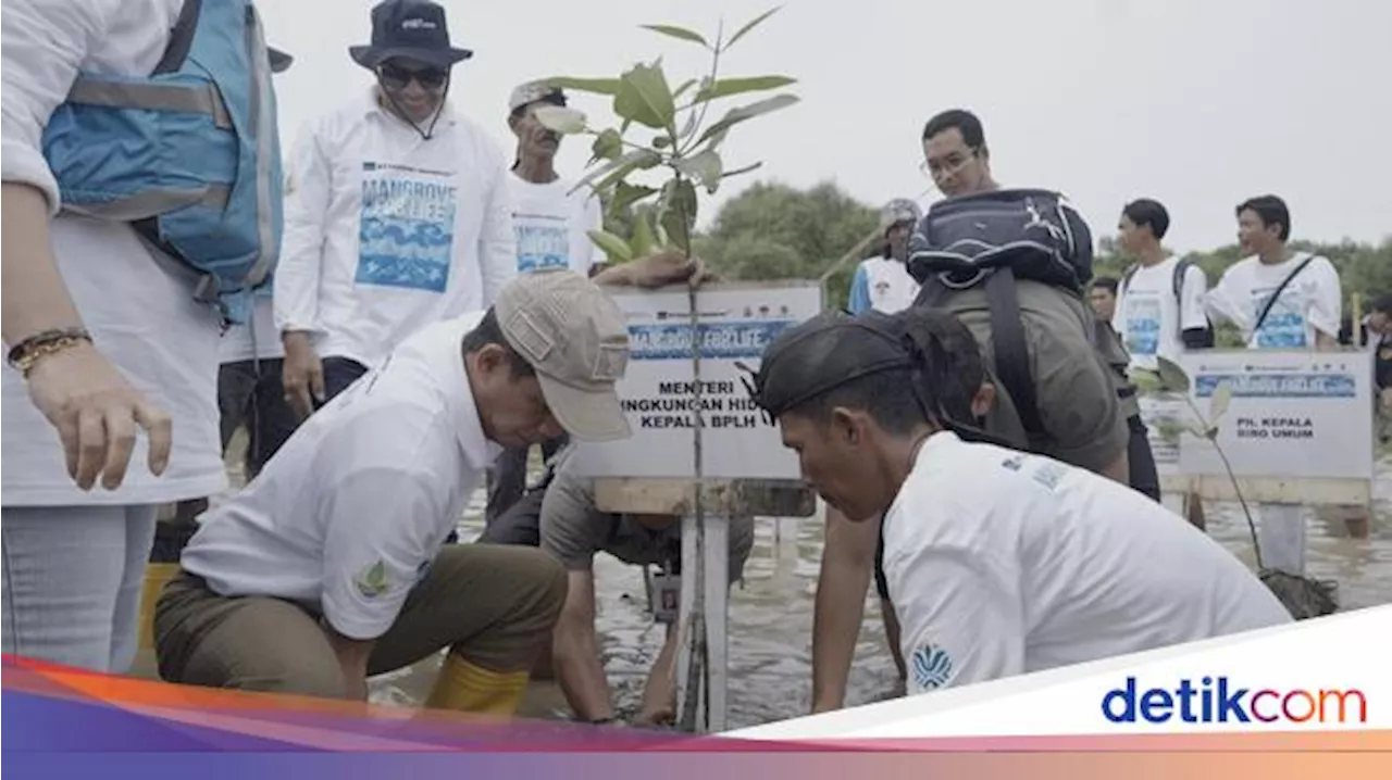 Freeport Indonesia Target Tanam 10 Ribu Hektare Mangrove hingga 2041