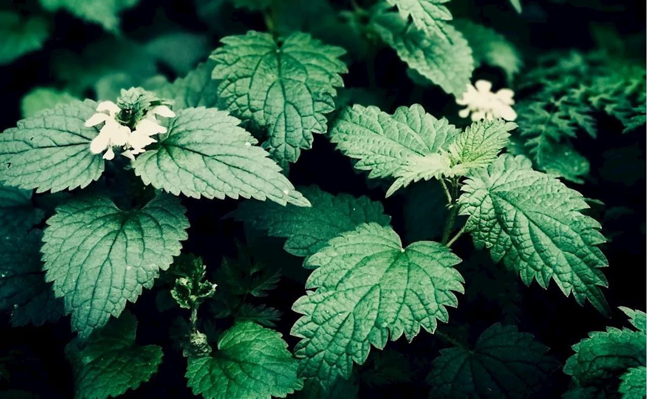 La planta con mala reputación que cura el dolor muscular; ayuda a aumentar el colágeno