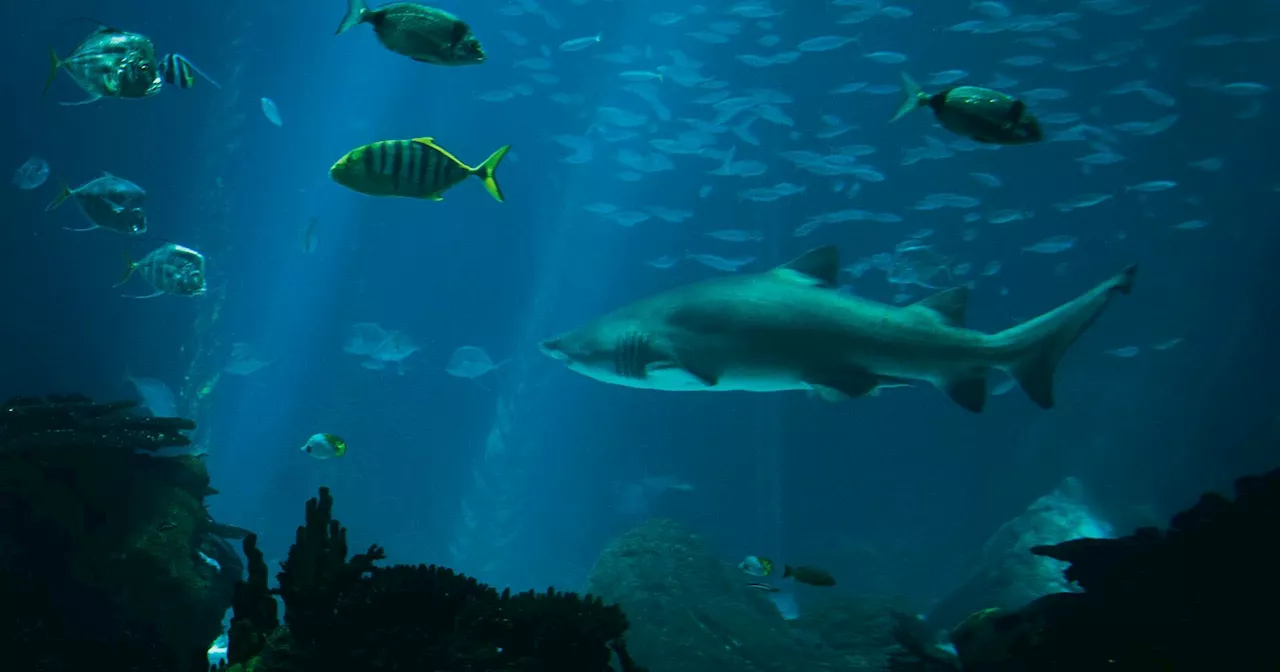 Oceanário de Lisboa Apresenta 'Universo Submerso', Uma Experiência Imersiva e Poética