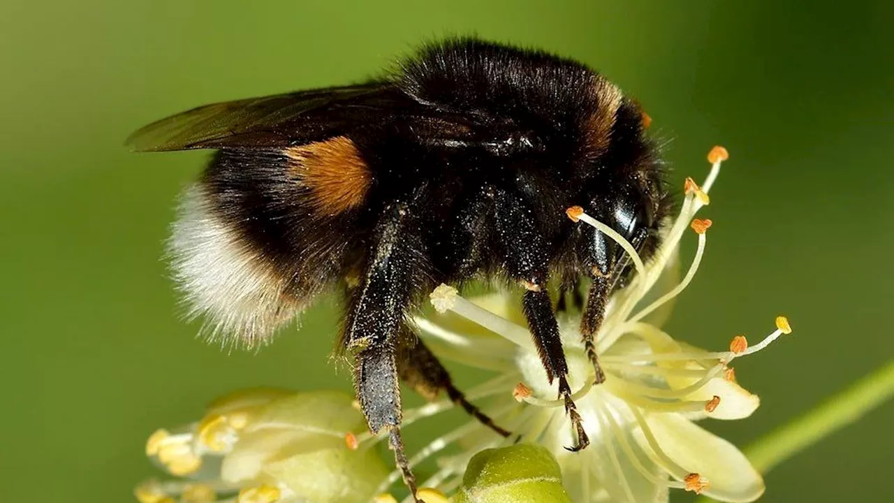 Bumblebees Reduce Their Expectations Of A Reward When Stressed Out