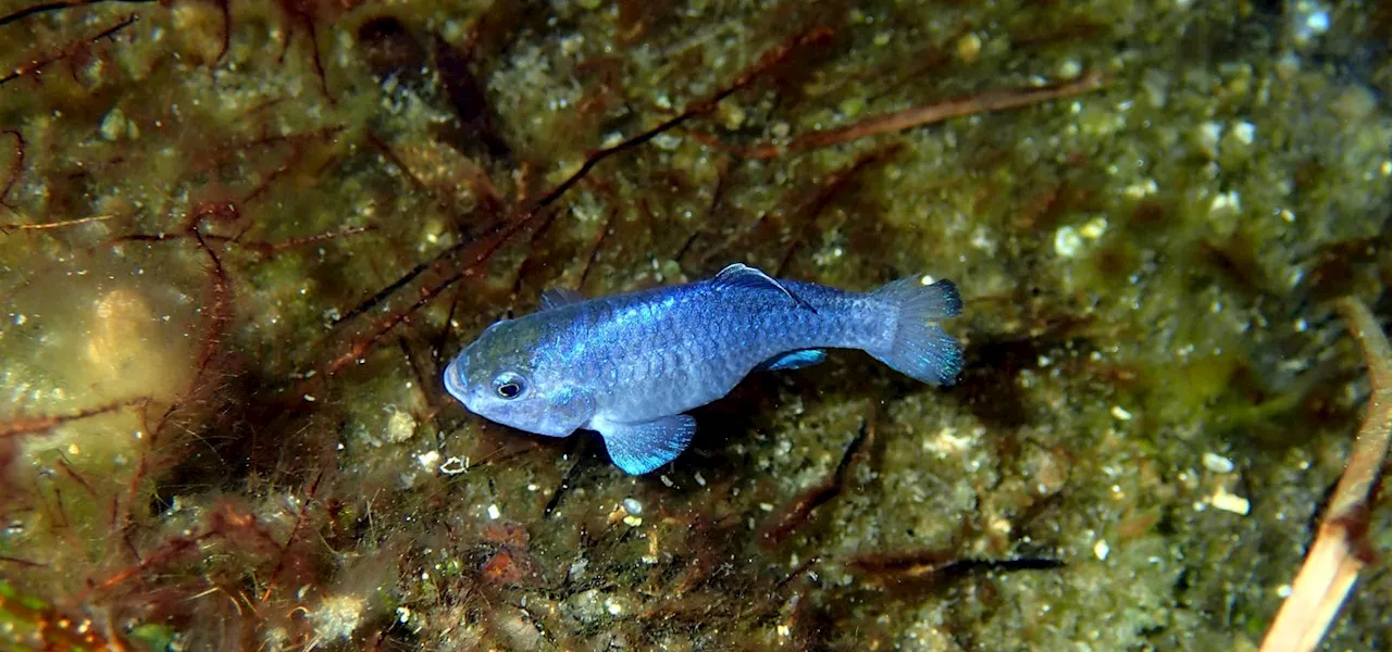 Meet The Devils Hole Pupfish—It Defies Death In The World’s Deadliest ‘Fishbowl’