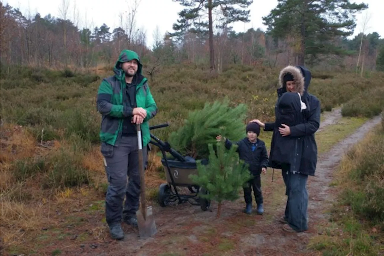 Zaag Jezelf Een Kerstboom in Natuurgebieden in Herentals en Oud-Turnhout