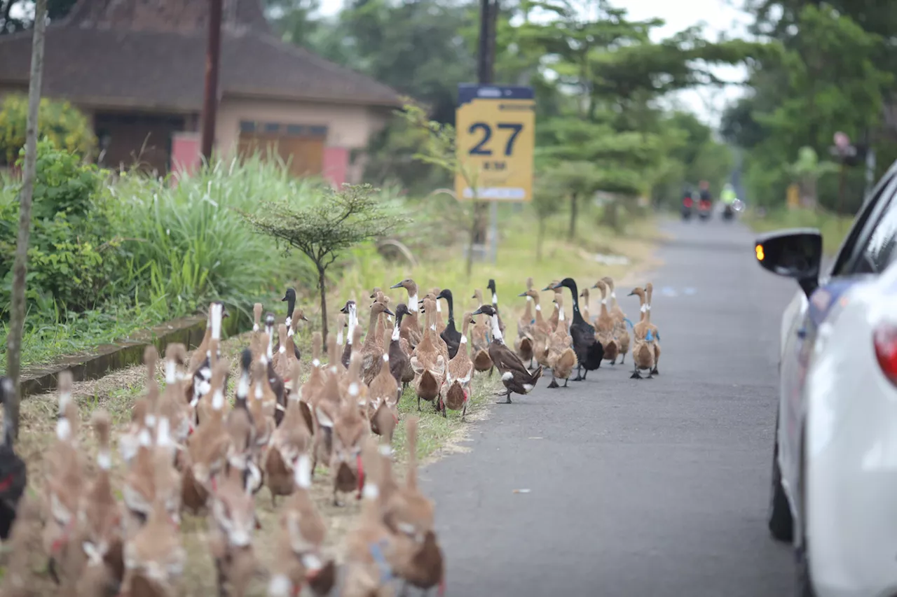 Memastikan Kesiapan Akhir Rute Bank Jateng Borobudur Marathon 2024