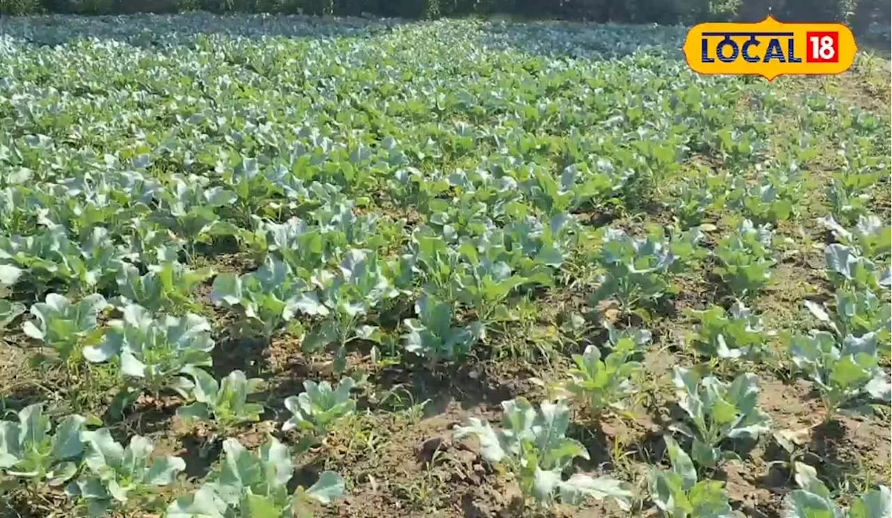 Agri News: इस सब्जी की खेती से किसान एक ही सीजन में कमा लेते हैं लाखों, चुटकियों में होती है बिक्री