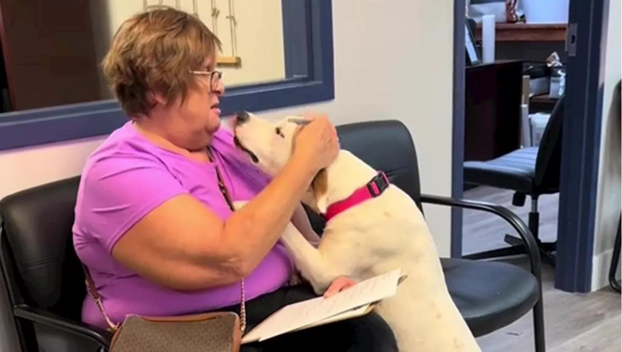 Il cane Veronica capisce di essere stato adottato, la sua reazione lascia senza parole