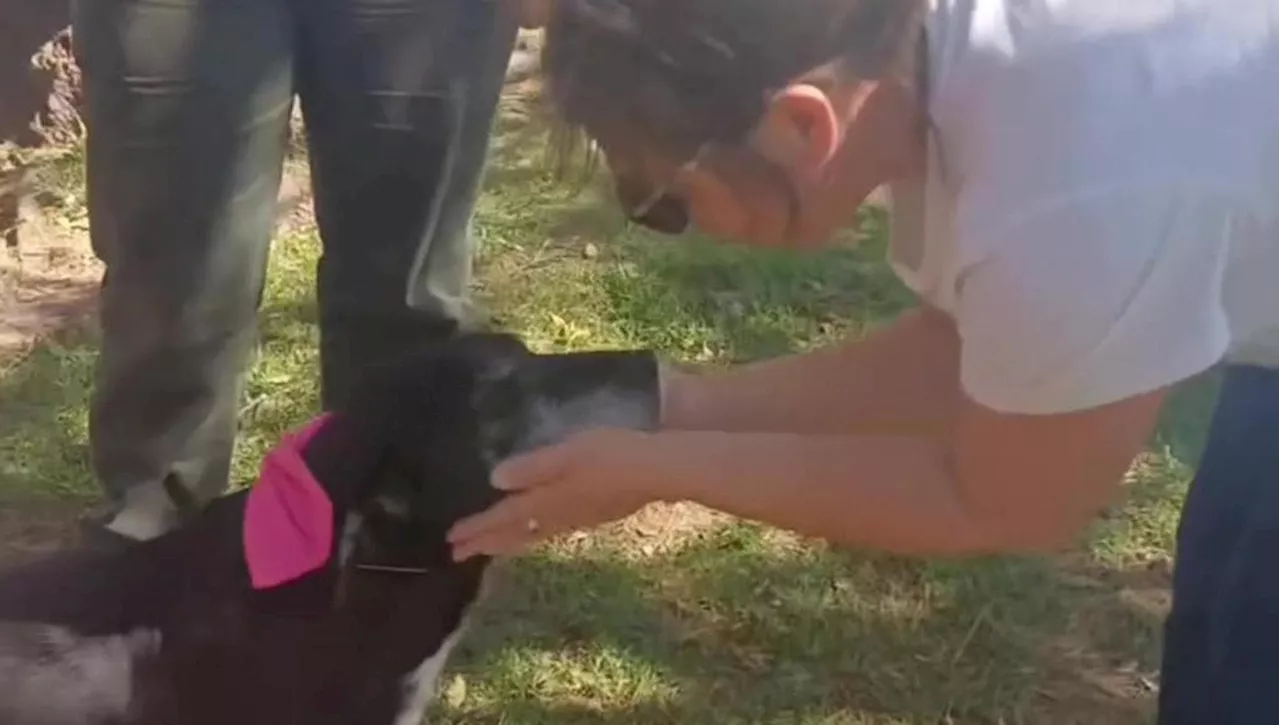 La Speranza di Lorenza: Un Lieto Fine per un Cane Anziano Malato