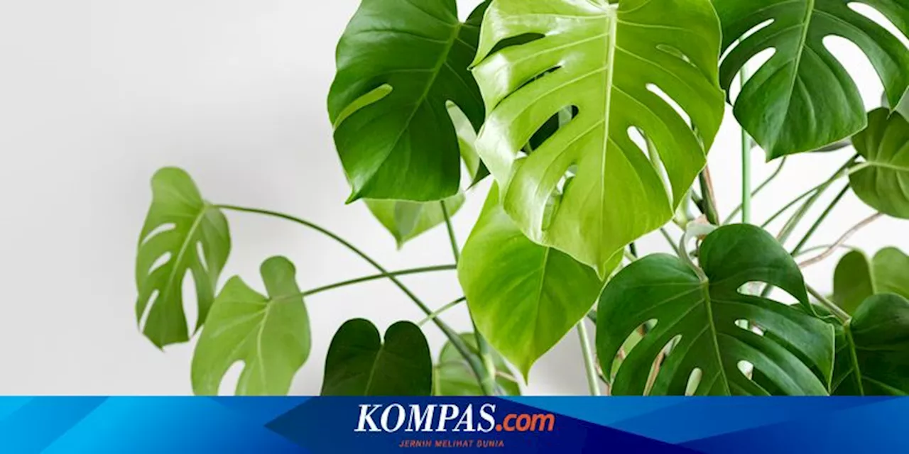 5 Penyebab Daun Monstera Keriting dan Cara Mengatasinya