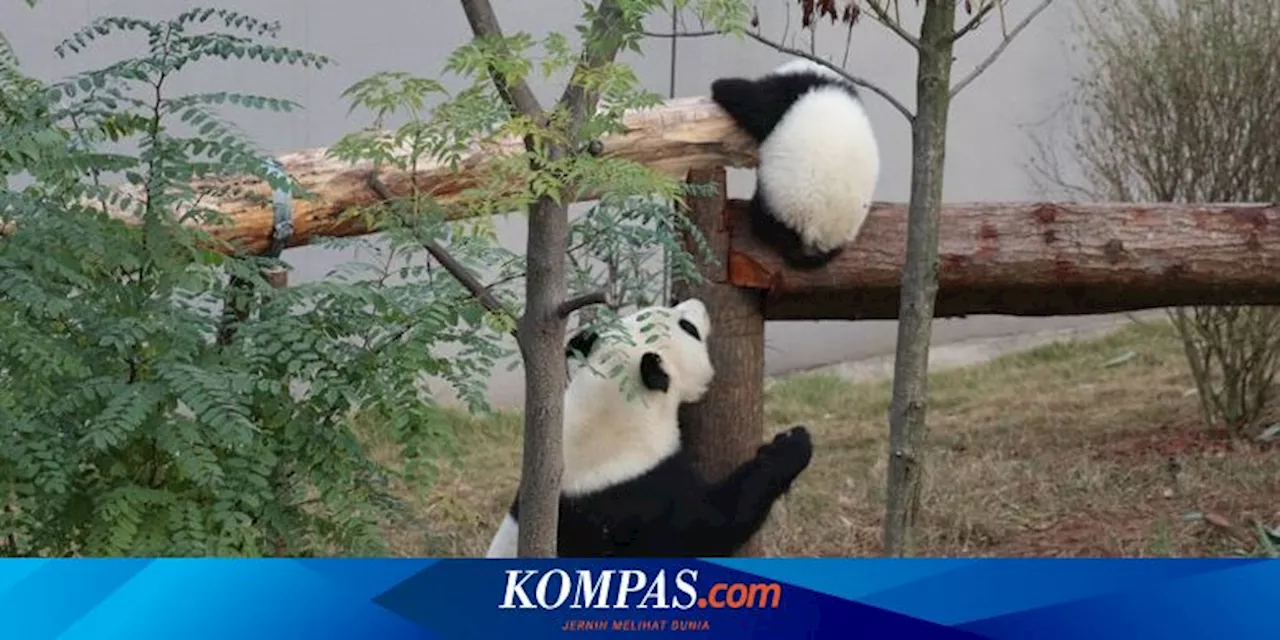 Yi Yun, Panda 9 Tahun Bermain dengan Kedua Anaknya di Chengdu